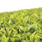 جاي العشار00100-26