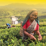 جاي العشار00100-27